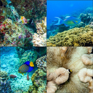 Maldives